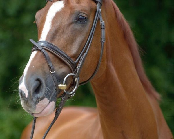 dressage horse Be My Sunshine 11 (Hanoverian, 2011, from Benetton Dream FRH 1301)