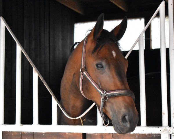 dressage horse Q Jackman (German Sport Horse, 2015, from Quadroneur) dressage horse Q Jackman (German Sport Horse, 2015, from Quadroneur)