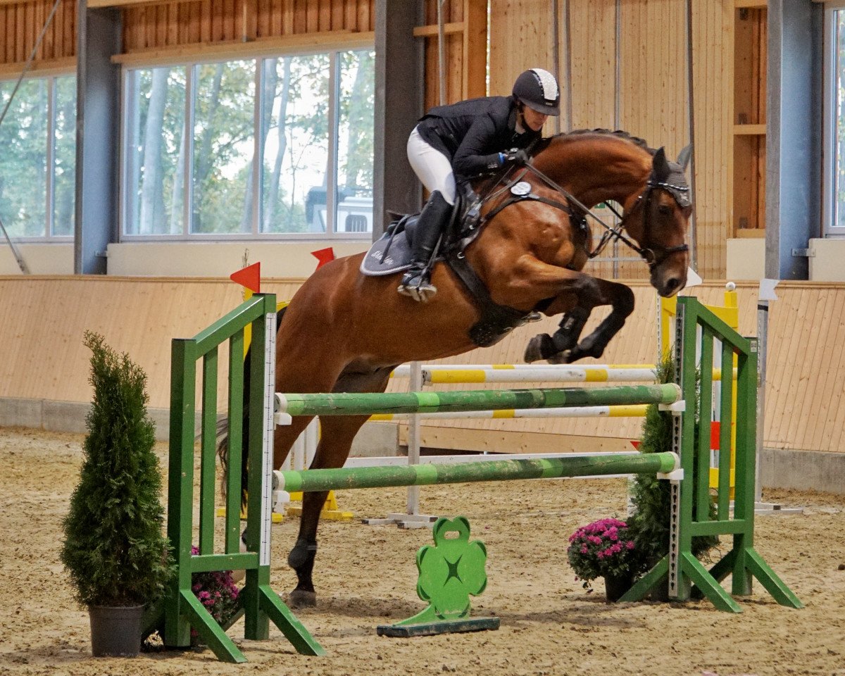 Springpferd Sheldon 9 (KWPN (Niederländisches Warmblut), 2011, von Apache)