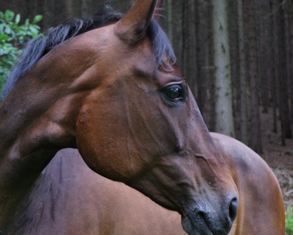 Springpferd Stella 949 (Deutsches Sportpferd, 2008, von Stalypso)