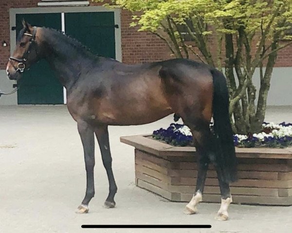 stallion Gk C'Est Un Reve (Holsteiner, 2016, from Comme il Faut)