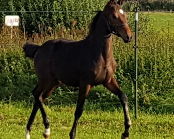 broodmare Brita Balita (German Sport Horse, 2017, from Bailando)