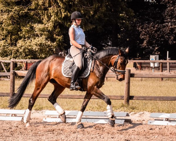 dressage horse Dance in Day (Oldenburg, 2013, from Foundation 2)