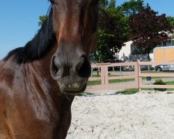 dressage horse Rocket Flair (Hanoverian, 2015, from Rocco Granata)