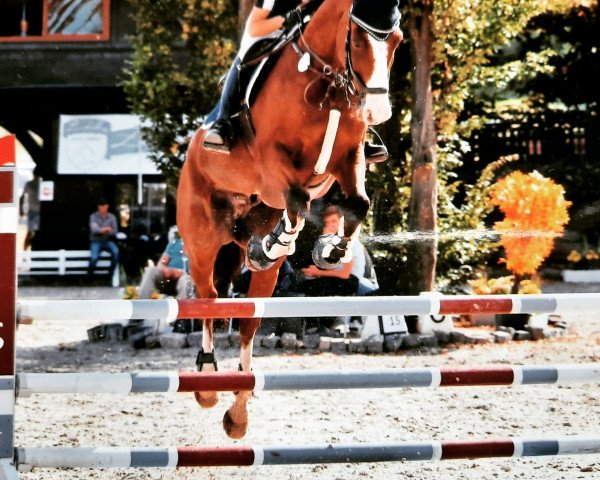 jumper Quindream (Rhinelander, 2007, from Quidam de Revel)