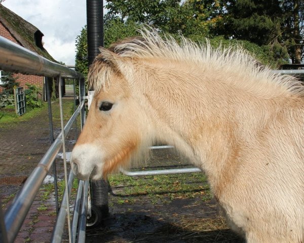 broodmare Fee (Fjord Horse, 2020, from Turbo Romeo N.2573)