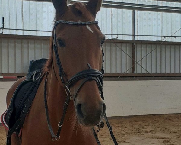 dressage horse Flintstone 35 (Hanoverian, 2004, from Federweisser)