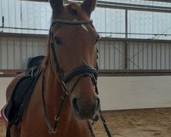 dressage horse Flintstone 35 (Hanoverian, 2004, from Federweisser)