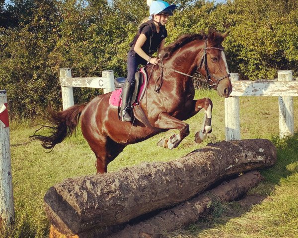 Dressurpferd Camira (Deutsches Reitpony, 2006, von Campari W WE)