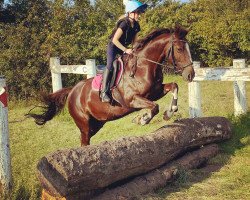 dressage horse Camira (German Riding Pony, 2006, from Campari W WE)