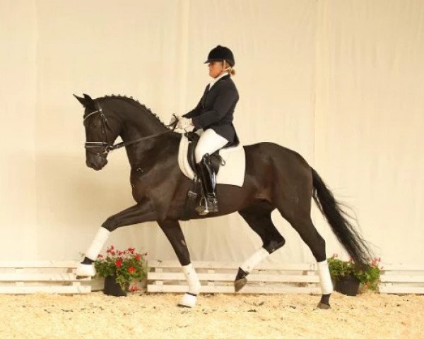dressage horse Despino (Hanoverian, 2011, from Desperados FRH) dressage horse Despino (Hanoverian, 2011, from Desperados FRH)