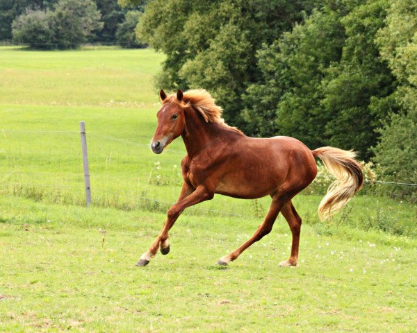 horse Dangerous Love (German Riding Pony, 2018, from Dimension AT NRW)