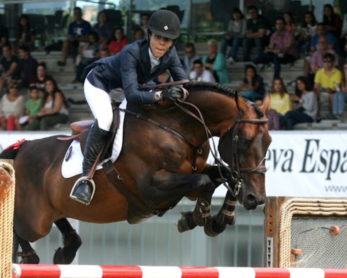 stallion Notrestar de la Nutria (Selle Français, 2001, from Quick Star)