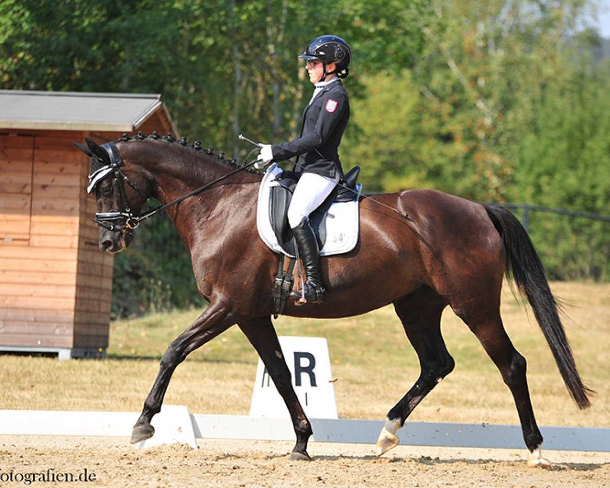 Dressurpferd High Halinka (Trakehner, 2013, von Sixtus)