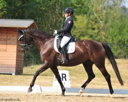 dressage horse High Halinka (Trakehner, 2013, from Sixtus)