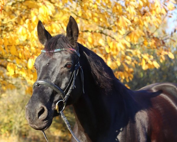 dressage horse Geronimo (Oldenburg, 2003, from Shamane)