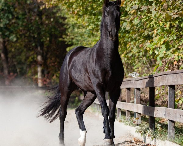 dressage horse Great Empire (Oldenburg, 2010, from Gribaldi)