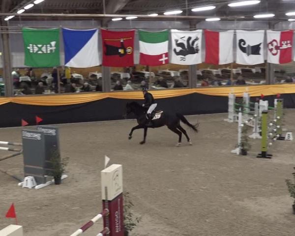 Equestrian Show Erlen 2026