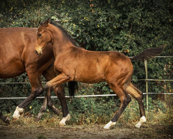 stallion Silbermond (Hanoverian, 2020, from Silberschmied)