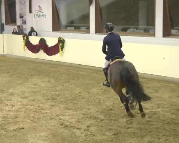 FEI Reitturnier Damme-Neuenwalde (GER) 2014