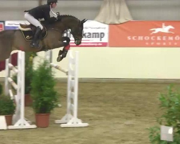 FEI Reitturnier Damme-Neuenwalde (GER) 2014