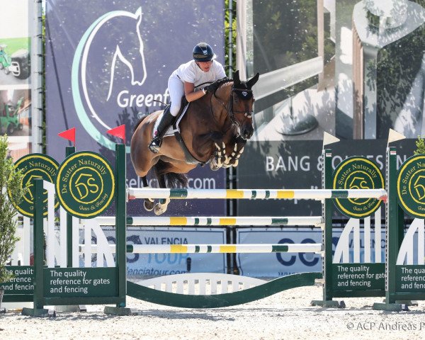 Springpferd Gaganita (KWPN (Niederländisches Warmblut), 2011, von Brainpower)