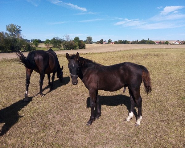 stallion Emsefeuer (Sachs-door. Heavy Warmbl., 2020, from Estephan)