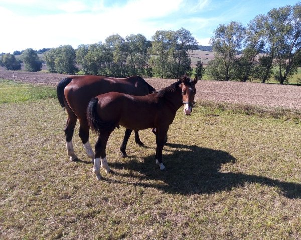 stallion Vitorius (Sachs-door. Heavy Warmbl., 2020, from Veltin 4)