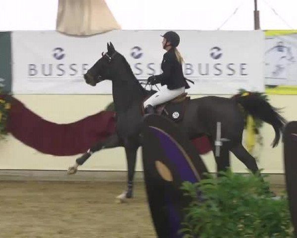 FEI Reitturnier Damme-Neuenwalde (GER) 2014
