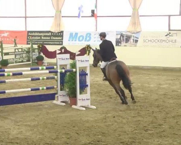 FEI Reitturnier Damme-Neuenwalde (GER) 2014