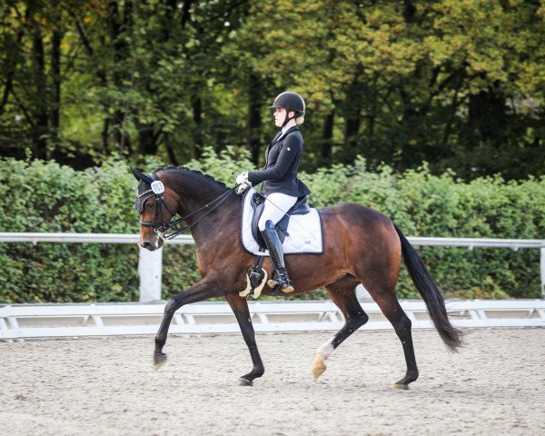 dressage horse Fräulein Fürstenball WR (Oldenburg, 2011, from Fürstenball) dressage horse Fräulein Fürstenball WR (Oldenburg, 2011, from Fürstenball)