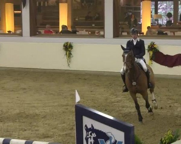 FEI Reitturnier Damme-Neuenwalde (GER) 2014