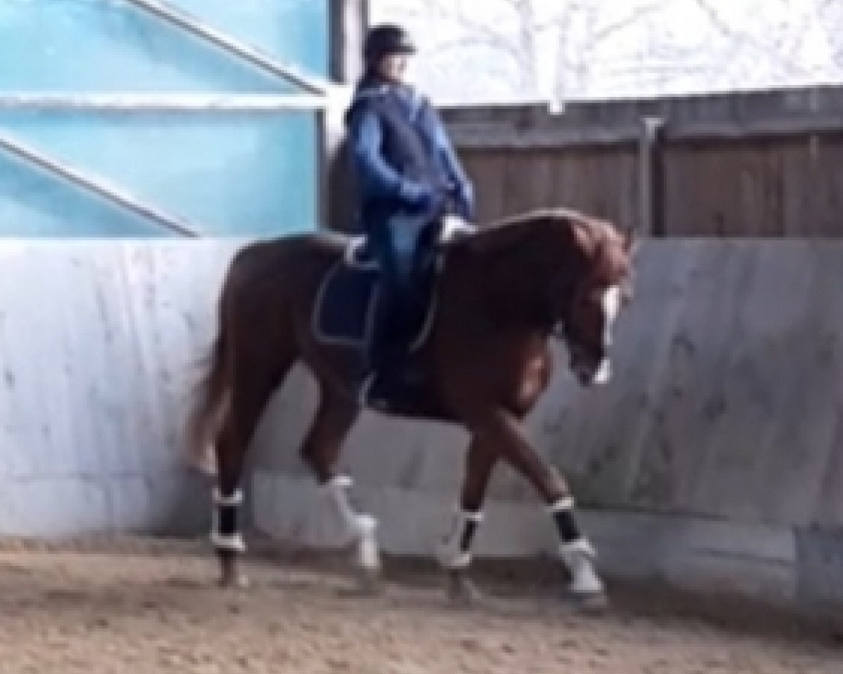 horse Hengst von Berlusconi x Parforce (Trakehner, 2013, from Berlusconi)