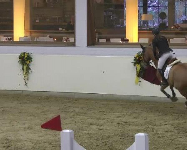 FEI Reitturnier Damme-Neuenwalde (GER) 2014