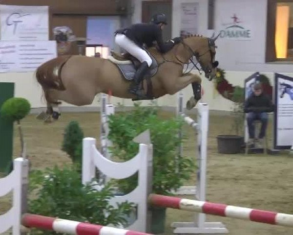 FEI Reitturnier Damme-Neuenwalde (GER) 2014