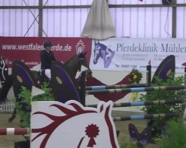 FEI Reitturnier Damme-Neuenwalde (GER) 2014