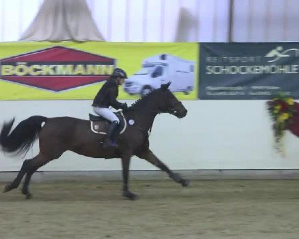 FEI Reitturnier Damme-Neuenwalde (GER) 2014