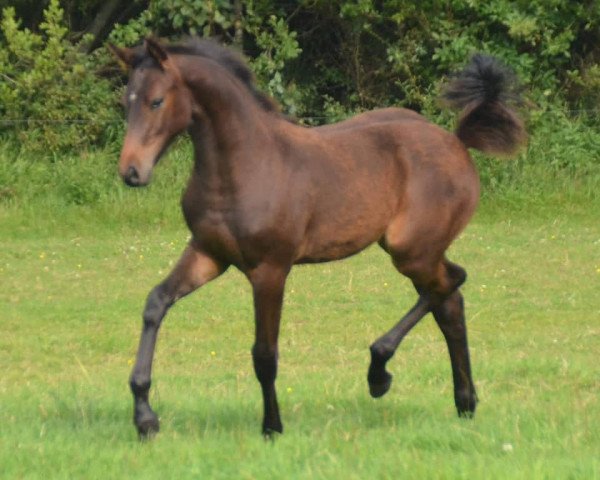 broodmare Qui- Be lw (Holsteiner, 2020, from Quibery 3)