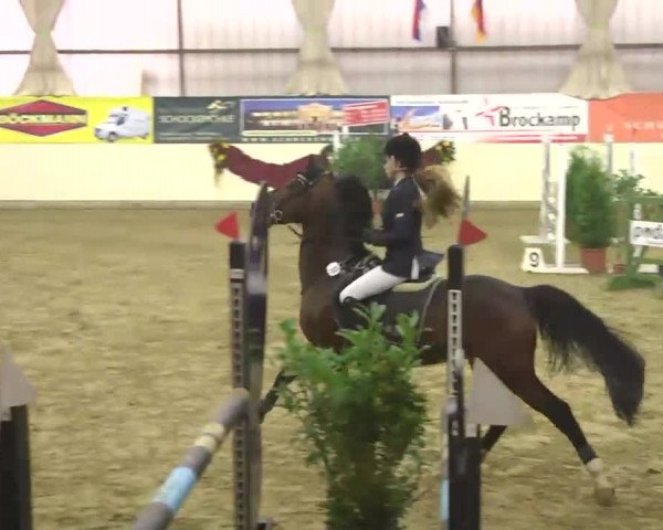 FEI Reitturnier Damme-Neuenwalde (GER) 2014