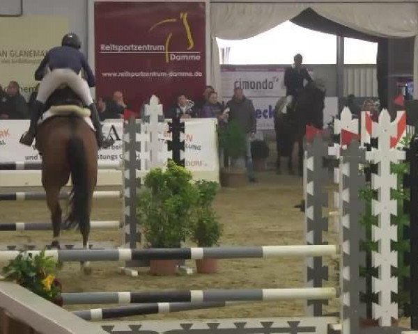 FEI Reitturnier Damme-Neuenwalde (GER) 2014