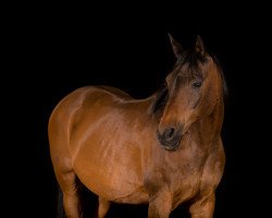dressage horse Khalif AA (Luxembourg horse, 1992, from Khaled ox)