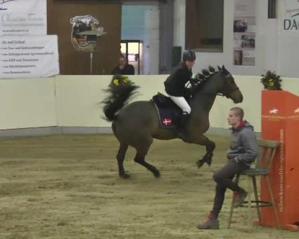 FEI Reitturnier Damme-Neuenwalde (GER) 2014