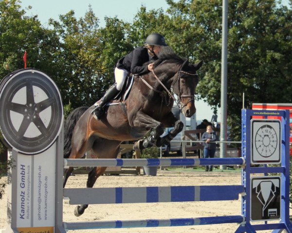 Springpferd Birdie 7 (Hannoveraner, 2009, von Balou du Rouet)