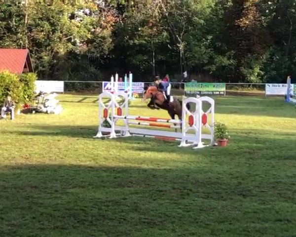 Springpferd Clara 202 (Deutsches Sportpferd, 2016, von Cordess 2)