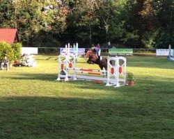 jumper Clara 202 (German Sport Horse, 2016, from Cordess 2)