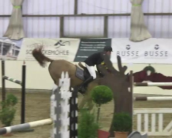FEI Reitturnier Damme-Neuenwalde (GER) 2014