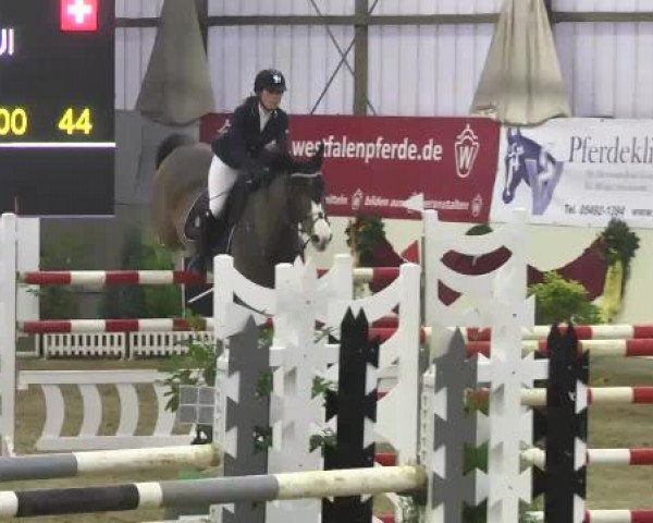 FEI Reitturnier Damme-Neuenwalde (GER) 2014