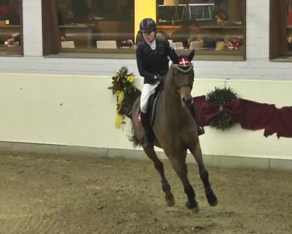 FEI Reitturnier Damme-Neuenwalde (GER) 2014