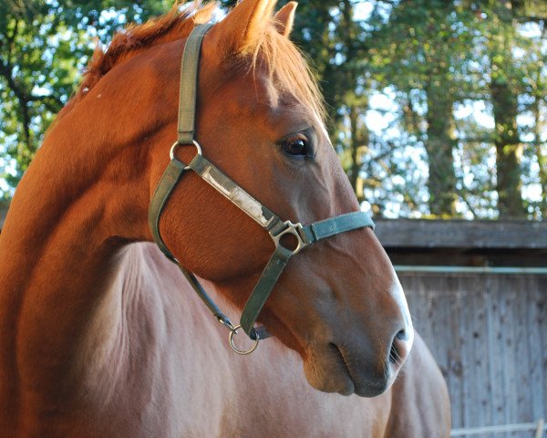 horse Lucky 1796 (Hanoverian, 2016, from Le Vivaldi)