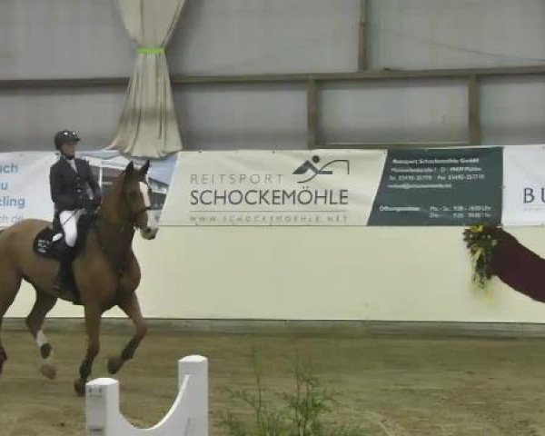 FEI Reitturnier Damme-Neuenwalde (GER) 2014